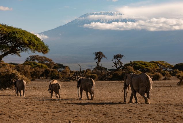 2 Days 1 Night - Amboseli Safari from Nairobi