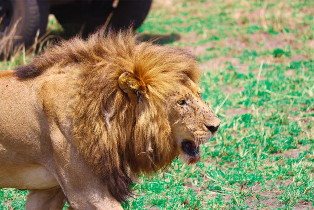 7 Days Maasai Mara , Amboseli, Tsavo East Safari