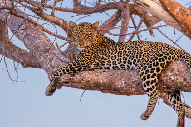 Tsavo East National Park  Day Safari