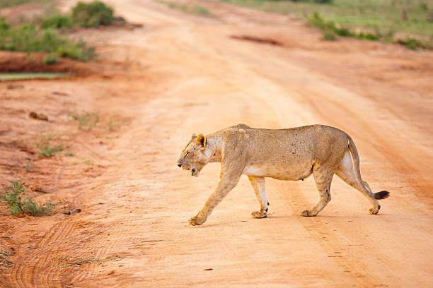 2 Days 1 Night Tsavo East National Park Safari
