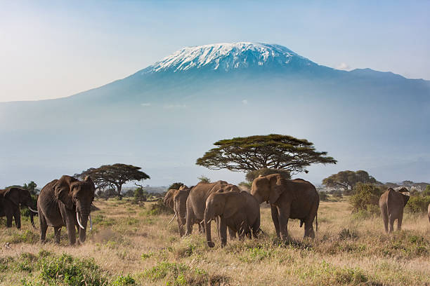 Amboseli 2 Days 1 Nights