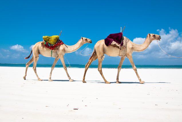 6 Days Maasai Mara & Diani Safari