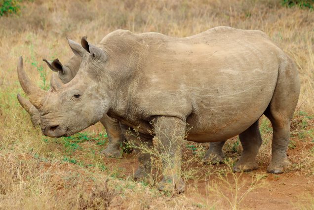 Nairobi National Park & Giraffe Centre