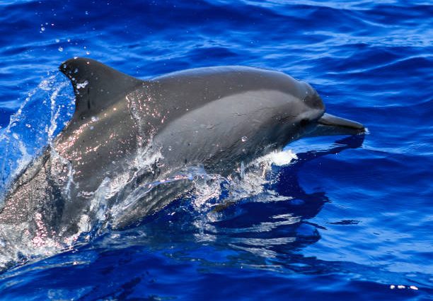 Wasini Dolphin Sightseeing & Snorkeling Excursion