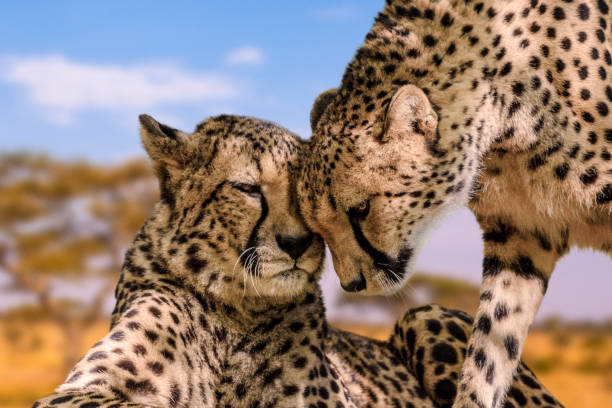 Serengeti + Zanzibar Safari & Beach Combo 6 Days/5 Nights