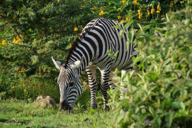 4 days 3 Nights Naivasha & Maasai Mara